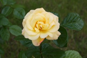 Stock Image: yellow rose