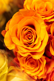 Stock Image: Yellow roses