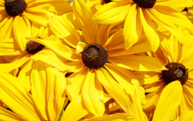 Stock Image: Yellow Rudbeckia background