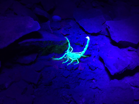 Stock Image: Yellow Scorpion in UV Lights