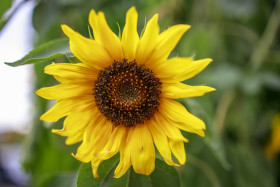 Stock Image: Yellow Sunflower