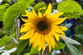Stock Image: Yellow sunflower in August