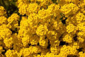 Stock Image: yellow sweet alyssum in may