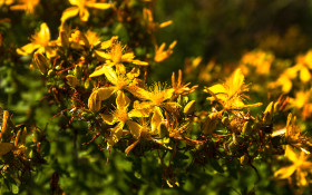 Stock Image: yellow tree blossoms