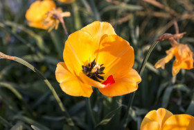 Stock Image: yellow tulip