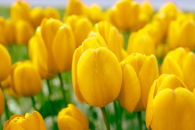 Stock Image: Yellow tulips