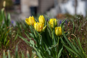 Stock Image: Yellow tulips in a front yard