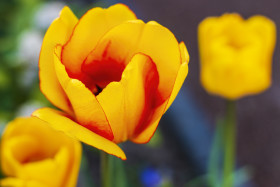 Stock Image: yellow tulips to the spring time in april