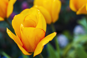 Stock Image: yellow tulips with a light red border