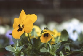 Stock Image: yellow viola