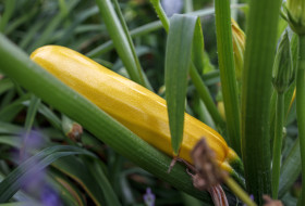 Stock Image: Yellow zucchini growing on a field