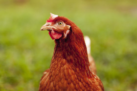 Stock Image: Young brown Rhode Island Red hen Portrait