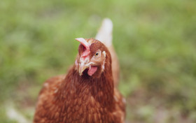Stock Image: Young brown Rhode Island Red hen walking on green grass