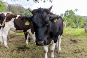 Stock Image: Young bull