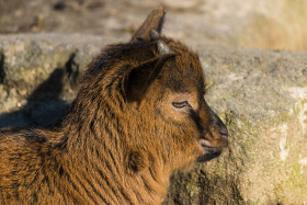 Stock Image: young goat