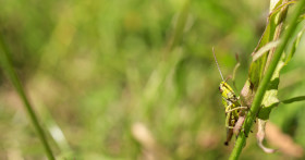 Stock Image: Young Green Grasshopper - Banner size image