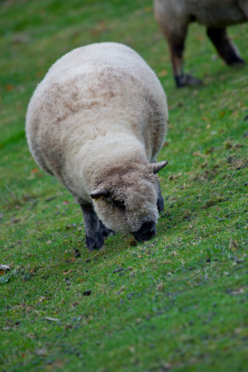 Stock Image: young sheep