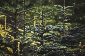 Stock Image: young spruces